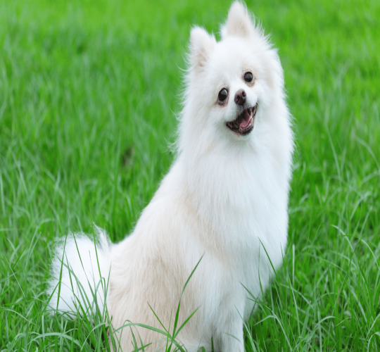 Indian Spitz