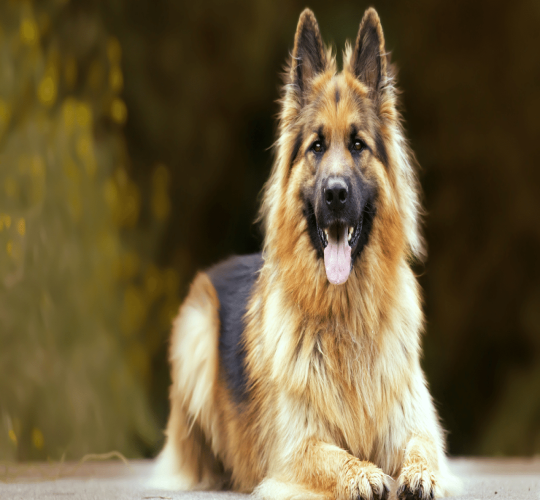 German Shepherd