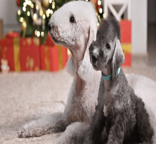 Bedlington Terrier