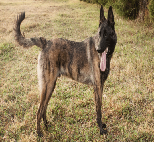Dutch Shepherd