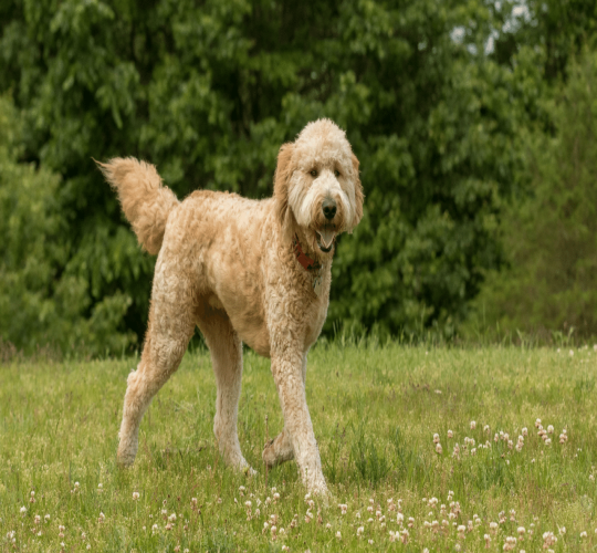 Goldendoodle
