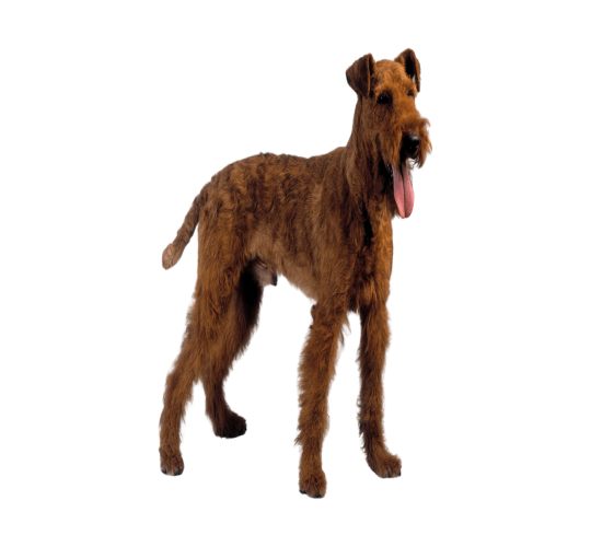 Irish Terrier