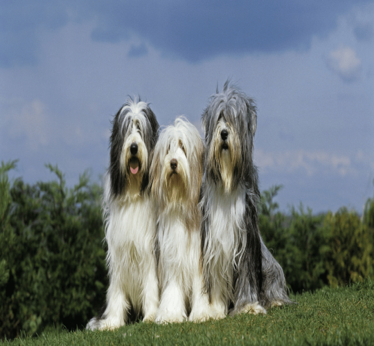 Bearded Collie