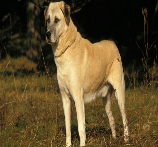 Anatolian Shepherd Dog