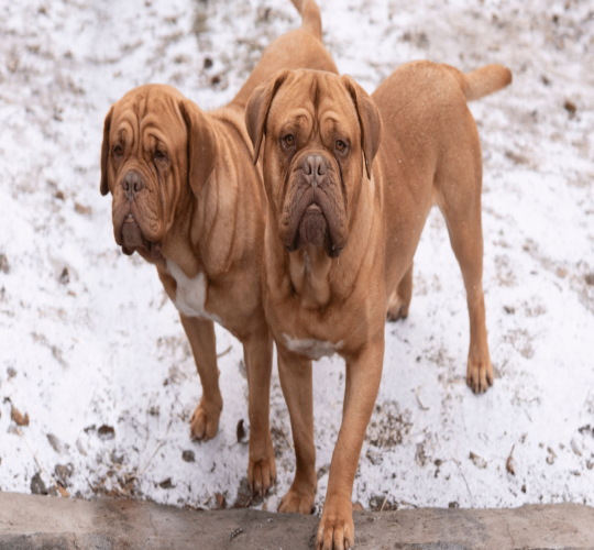French Mastiff