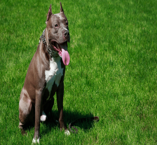 American Pit Bull Terrier