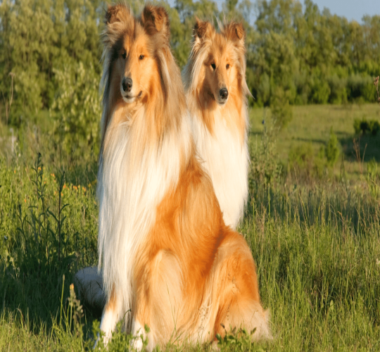 Collie