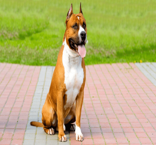 American Staffordshire Terrier