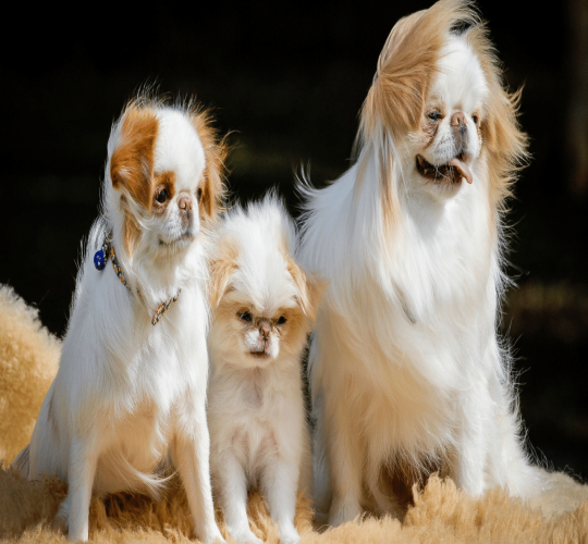 Japanese Chin