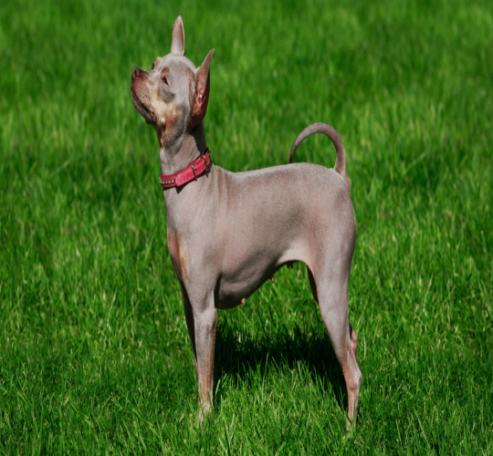 American Hairless Terrier