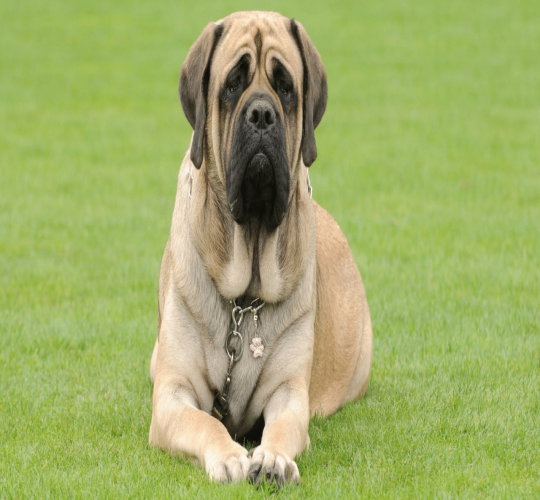 American Mastiff