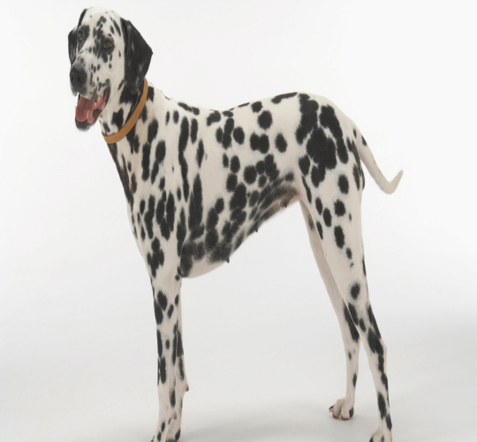 Dalmatian