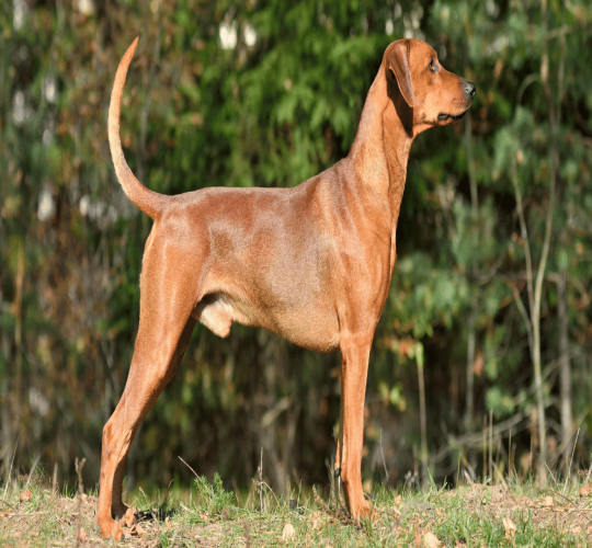 German Pinscher