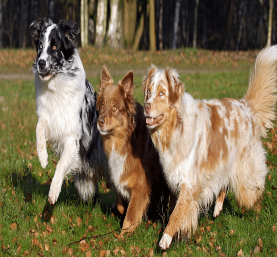 Australian Shepherd