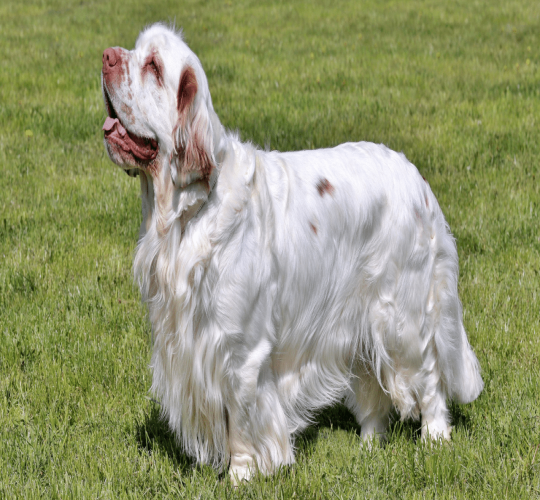 Clumber Spaniel