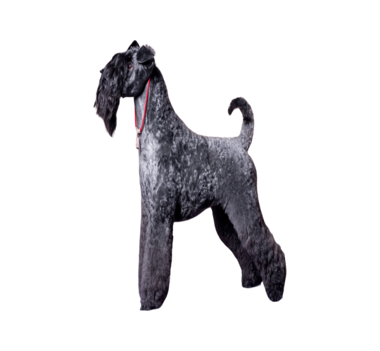 Kerry Blue Terrier