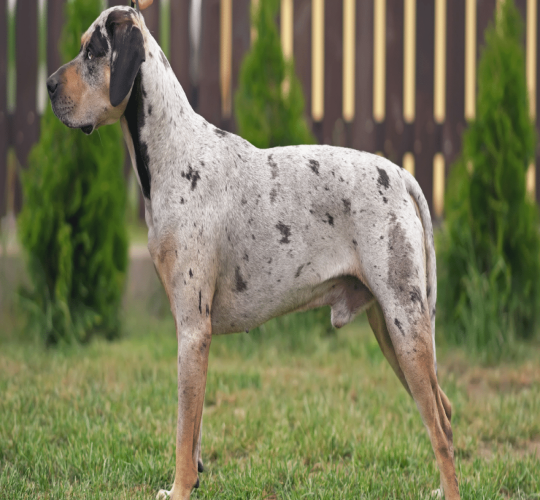 Catahoula Leopard Dog