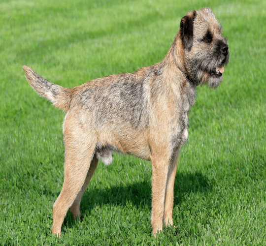 Border Terrier