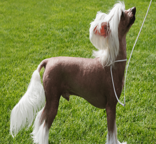 Chinese Crested Dog