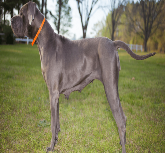 Great Dane