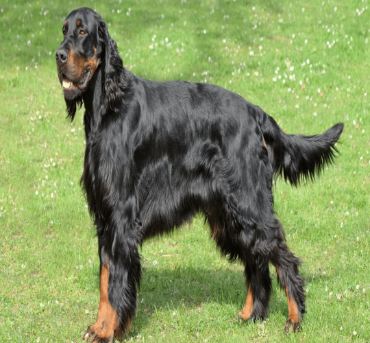 Gordon Setter