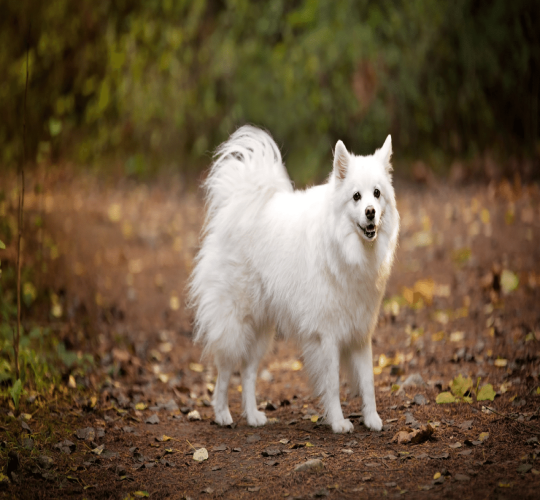 American Eskimo