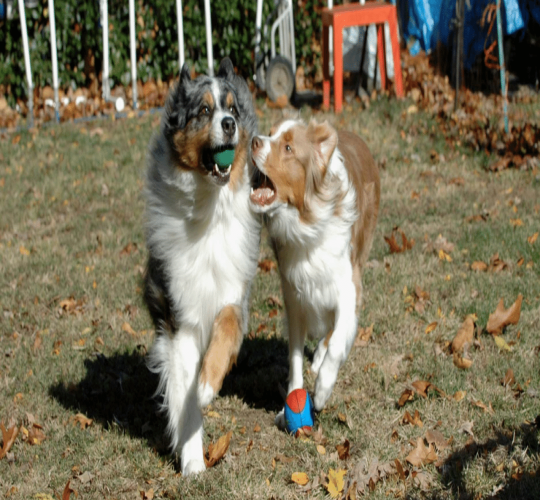 Australian Retriever