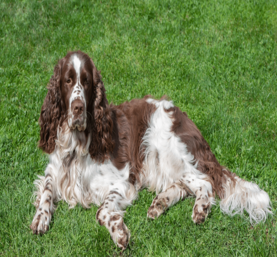 English Springer Spaniel
