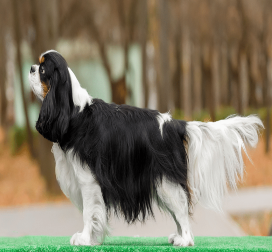 Cavalier King Charles Spaniel