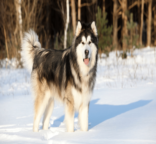 Alaskan Malamute