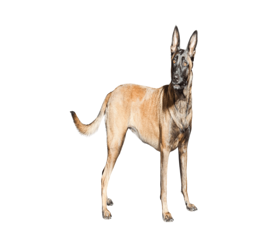 Belgian Malinois