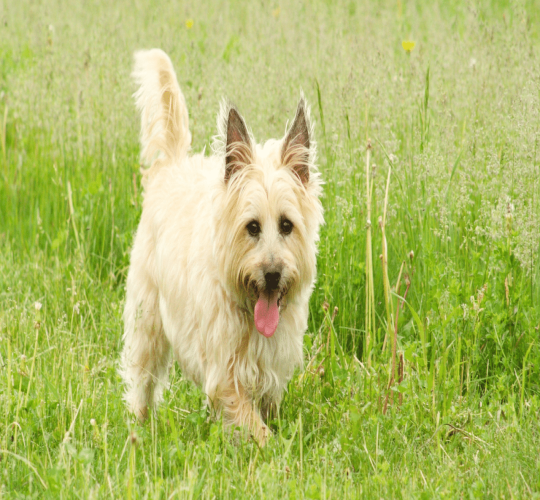 Cairn Terrier