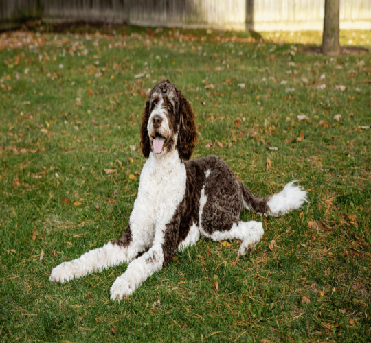 Bernedoodle