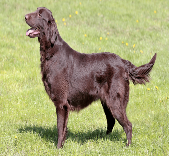 Flat Coated Retriever