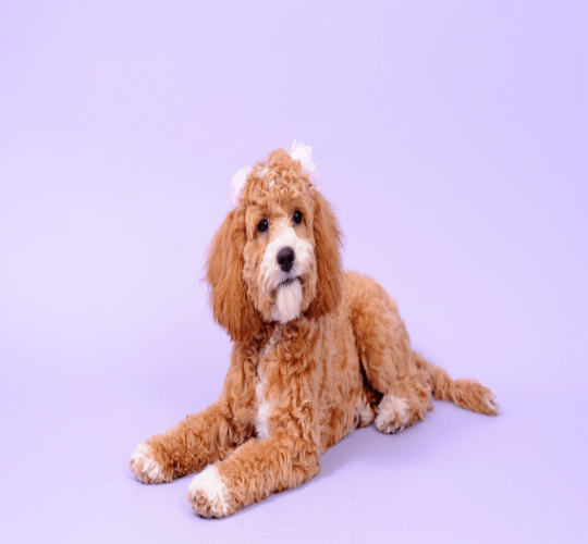 Cockapoo