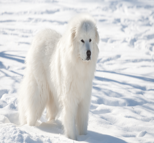Great Pyrenees