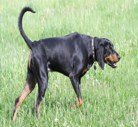 Black and Tan Coonhound