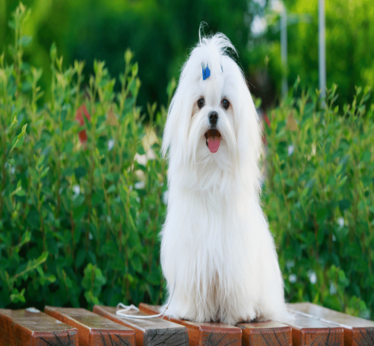 Maltese
