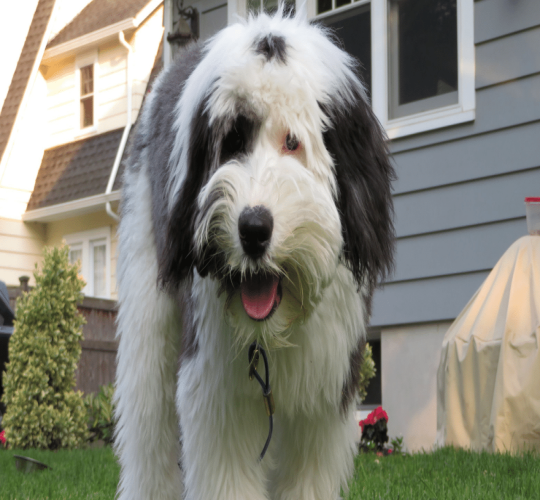 Sheepadoodle