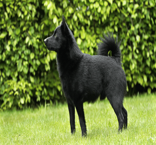 Schipperke