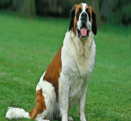 Saint Bernard