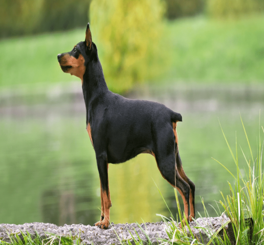 Miniature Pinscher