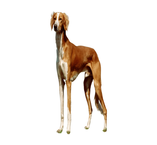 Saluki