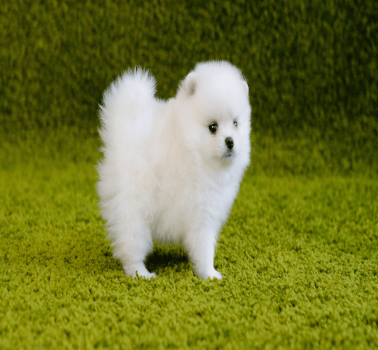 Teacup Pomeranian