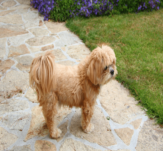 Lhasapoo