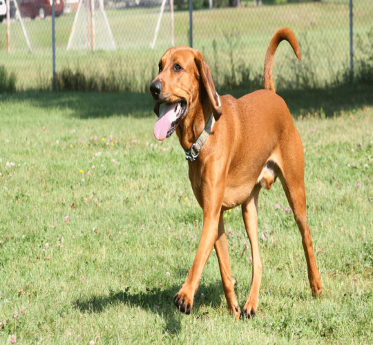 Redbone Coonhound