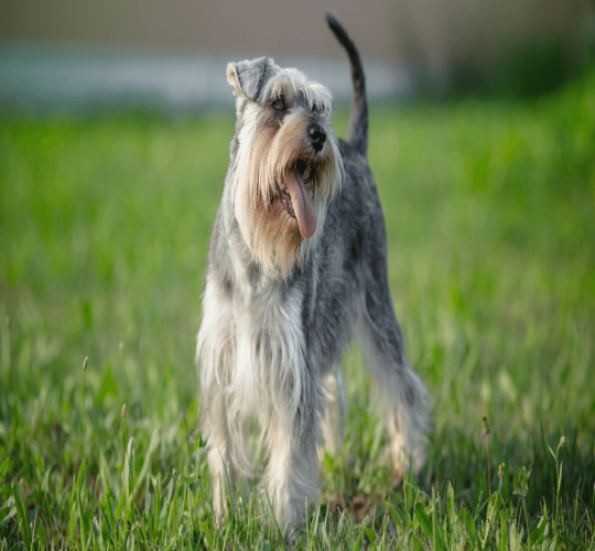 Schnauzer