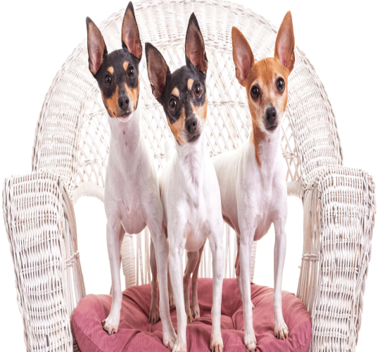 Toy Fox Terrier