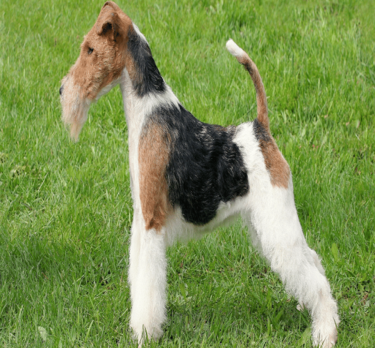 Wire Fox Terrier
