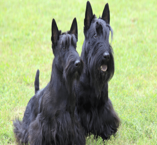 Scottish Terrier